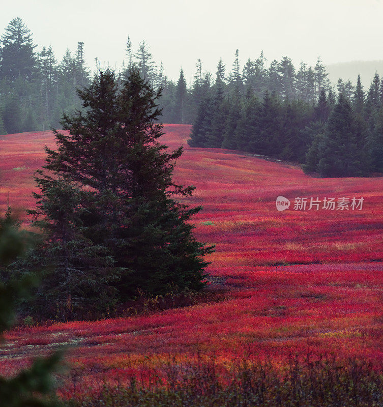 色彩鲜艳的蓝莓领域