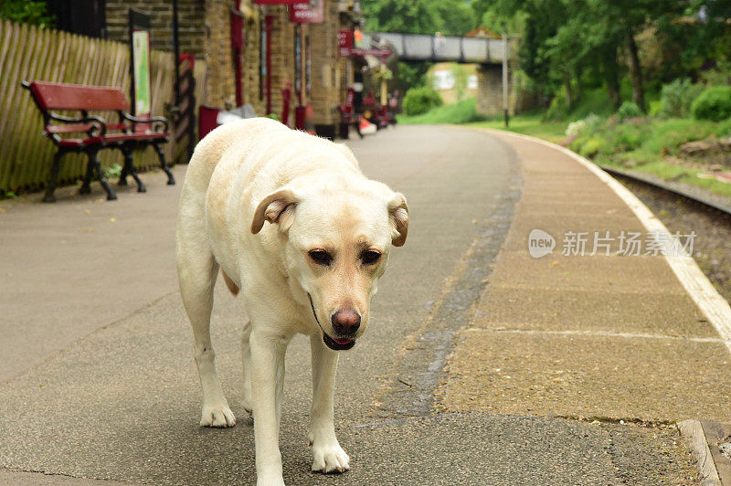 英国火车站的拉布拉多寻回犬