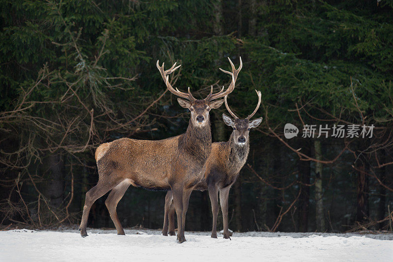 父子:两代高贵的鹿。两只马鹿站在冬天的森林旁边。冬季野生动物的故事与鹿和云杉森林。两个鹿特写。白俄罗斯共和国。