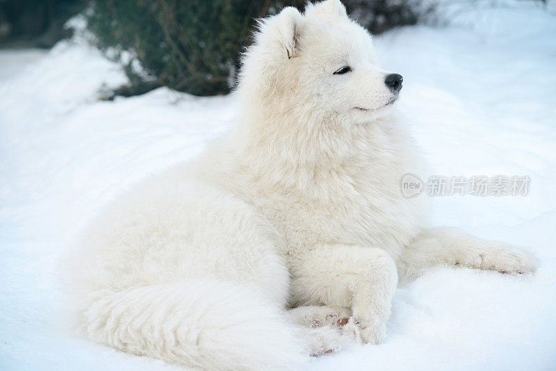 萨摩耶犬(冬天)