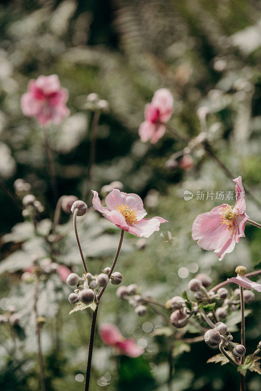 银莲花或风花