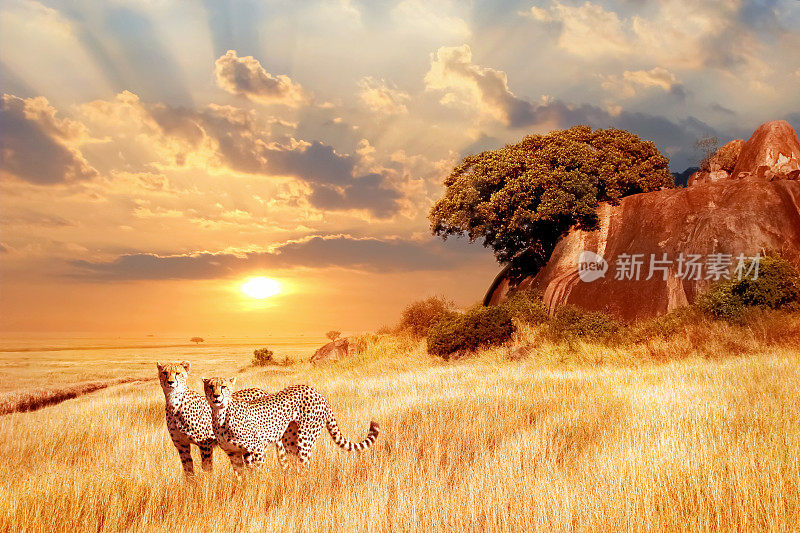 非洲大草原上的猎豹，映衬着美丽的夕阳。塞伦盖蒂国家公园。坦桑尼亚。非洲