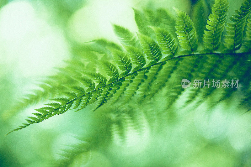 蕨类植物的背景