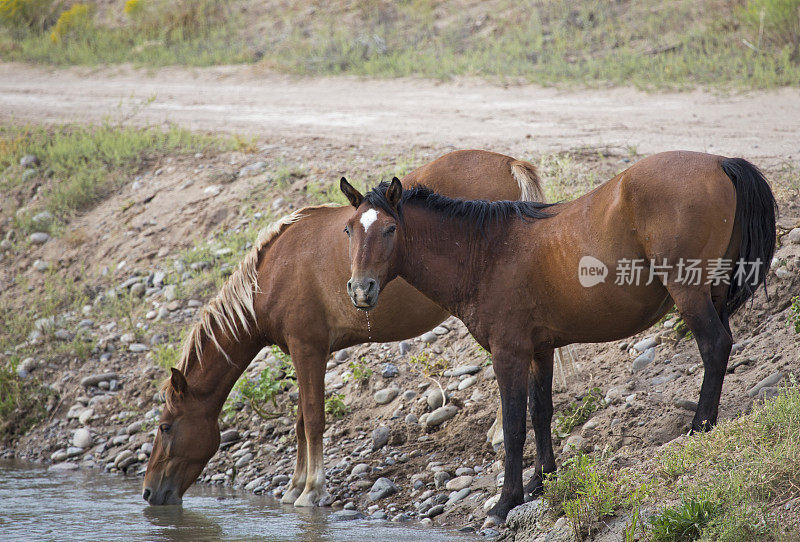 马在小溪里饮水