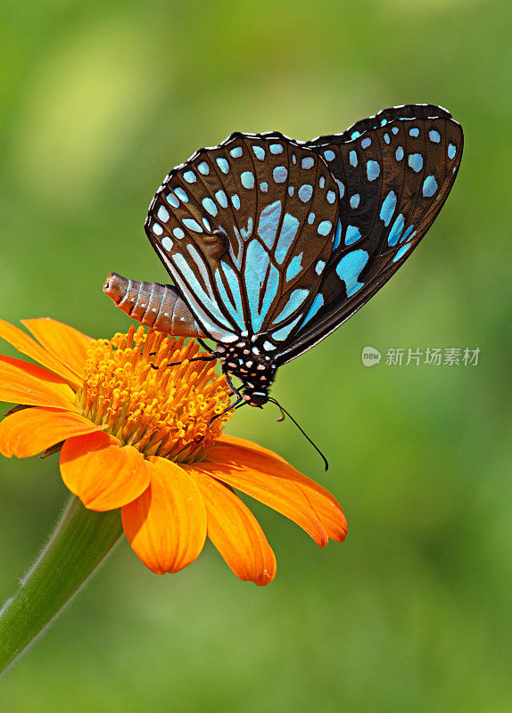 蓝虎蝶或桔黄色花