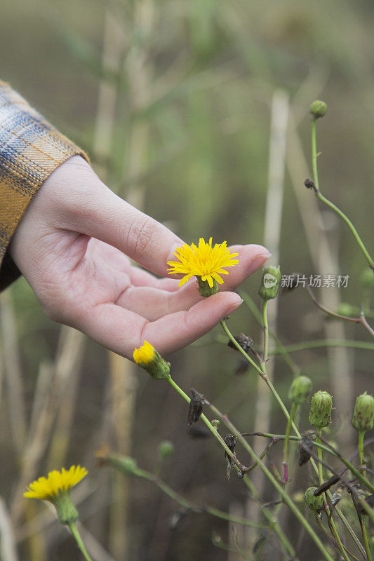 女人手抚黄花的细节镜头