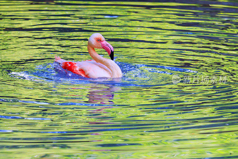 粉红色的火烈鸟在五颜六色的水中沐浴