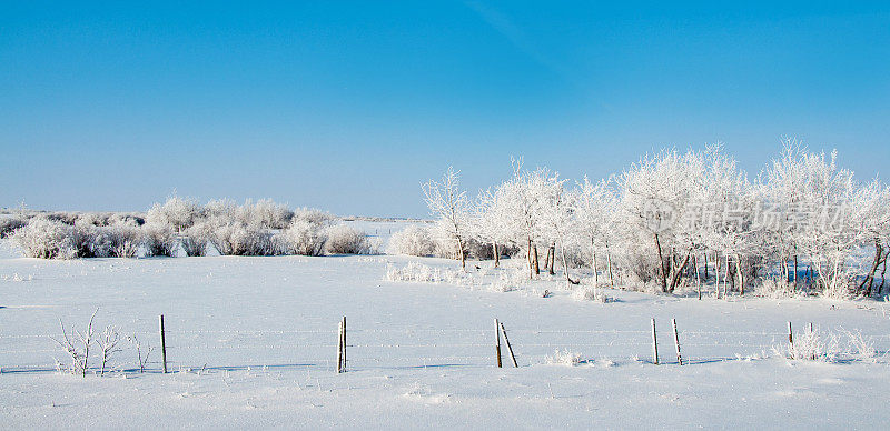 冬天白霜在乡村景观的树木、灌木丛中