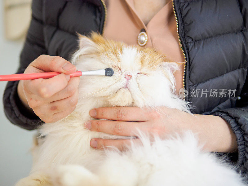 一位亚洲女性用刷子清洁一只毛茸茸的异国长发猫的泪渍，这只猫坐在她的怀里，闭着眼睛享受化妆的时光。