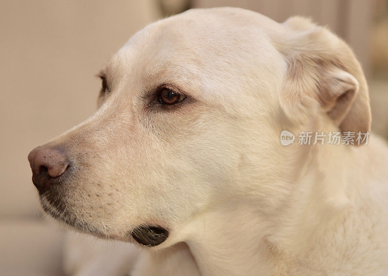 拉布拉多寻回服务犬