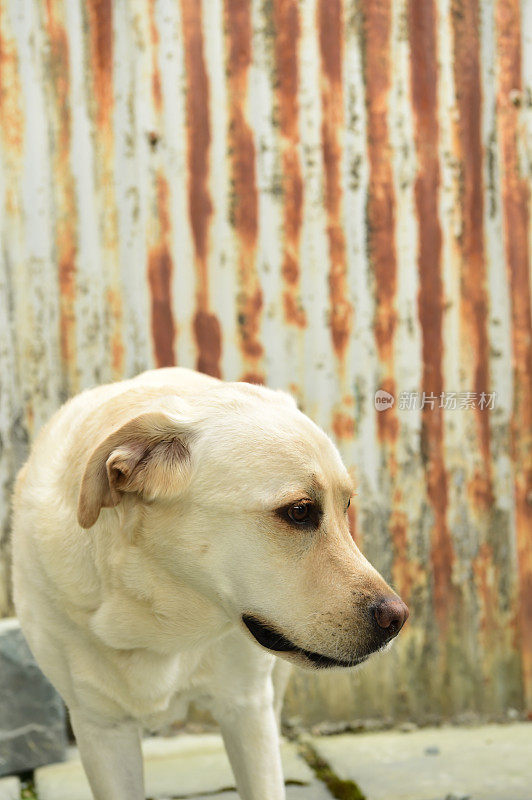 拉布拉多寻回犬和波纹金属