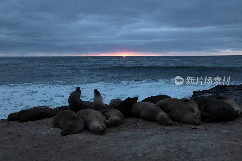 日落时分，圣地亚哥海滩上的加州海狮