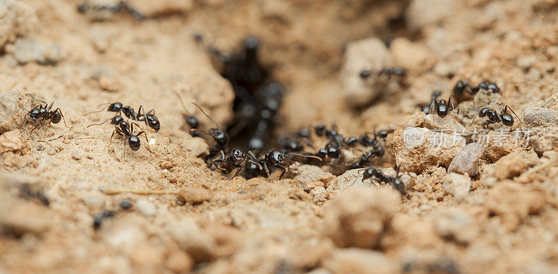 蚂蚁在春天工作
