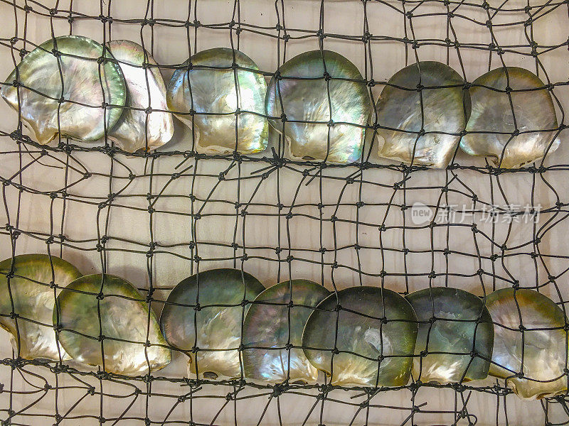 珍珠养殖场的黑唇珍珠牡蛎壳