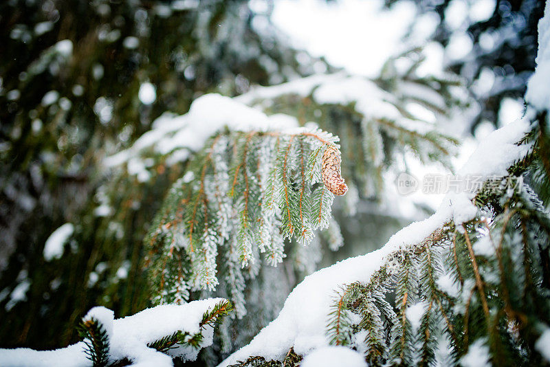 雪中的冷杉枝