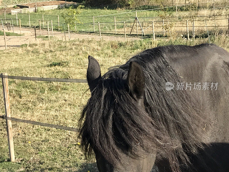 黑白花奶牛马