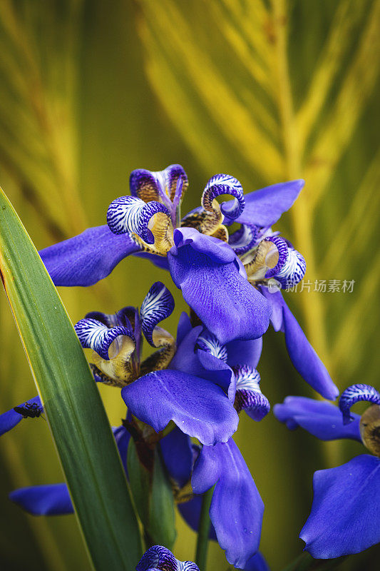 Neomarica念珠菌属花