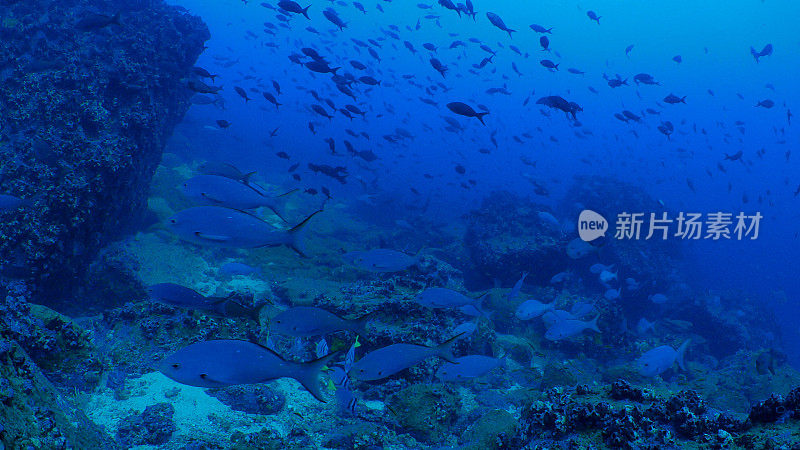 一群生活在海底暗礁的太平洋克里奥尔鱼