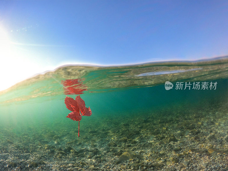 红红的秋叶漂浮在海面上