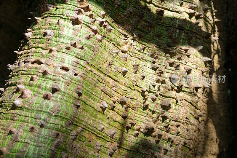 木棉树多刺的树皮。木棉刺树特写锐利的刺在树上