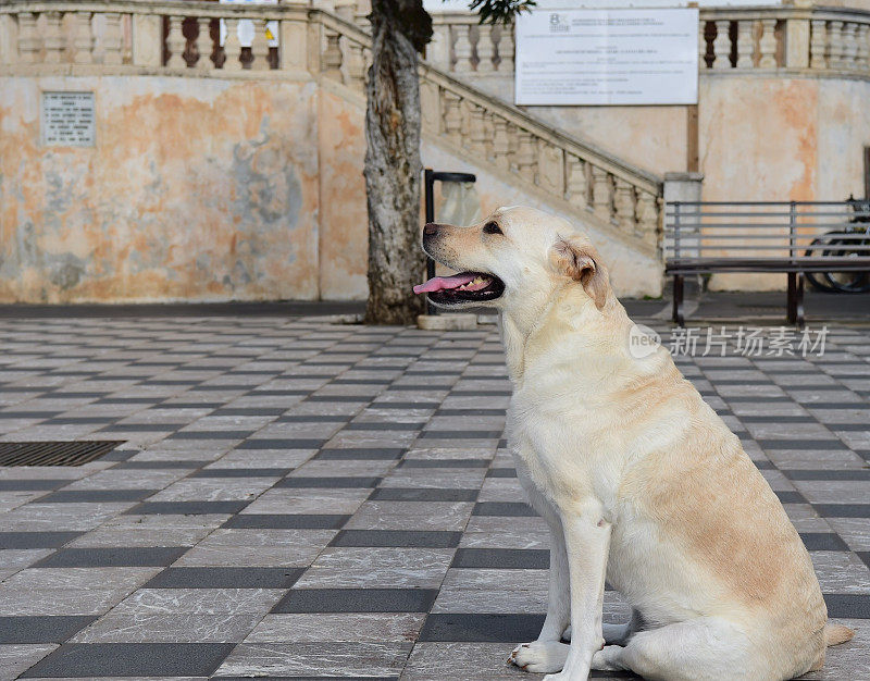 西西里的拉布拉多寻回犬