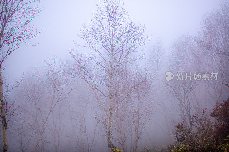 赤城山的树木被雾遮住了