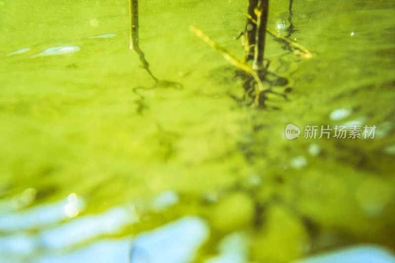 水下场景抽象，湖岸芦苇