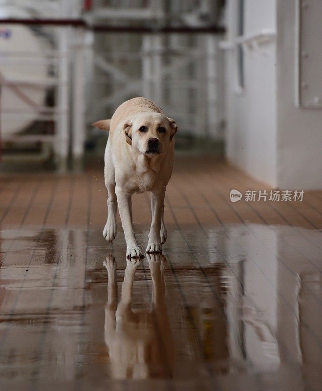 船上甲板上的拉布拉多寻回犬