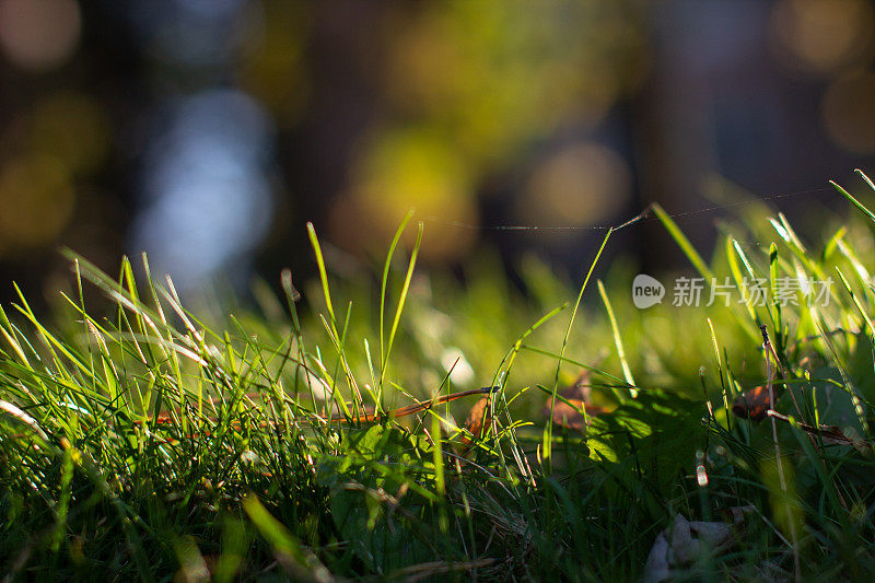 阳光下的草叶-自然背景