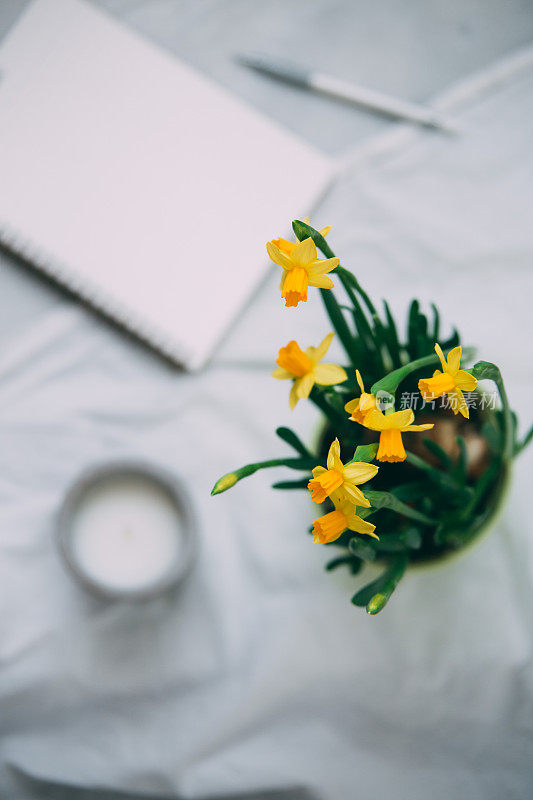 水仙花与笔记本和笔。带有复制空间的Spring概念