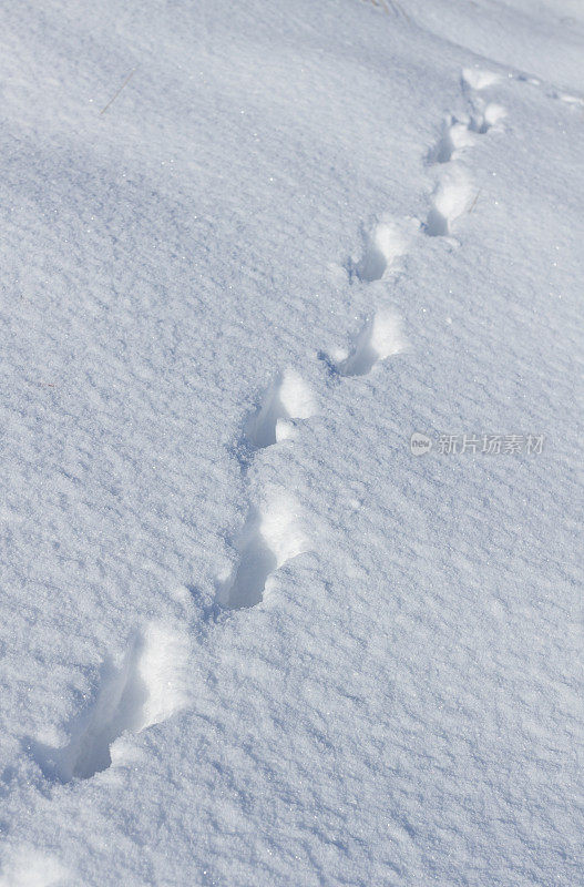 野兔在雪地上留下的足迹