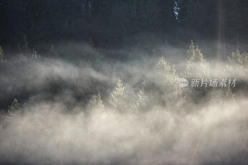 雾蒙蒙的森林背景