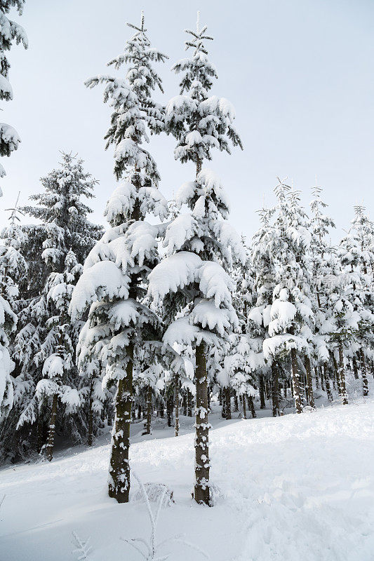 德国温特堡附近的雪树