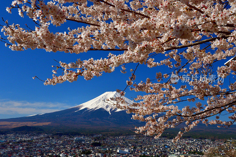 富士山和樱花:从荒山森根公园，富士吉田