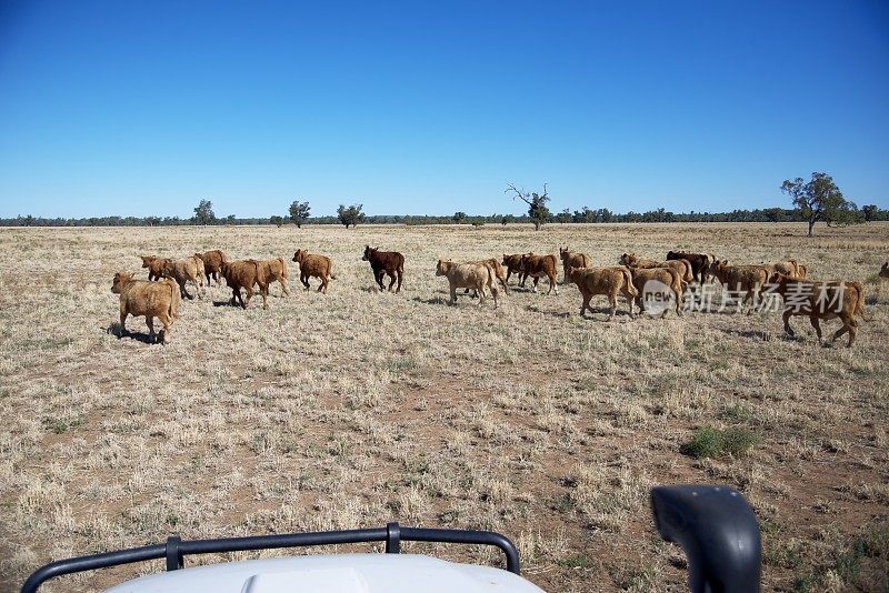 一群肉牛在田野里走动