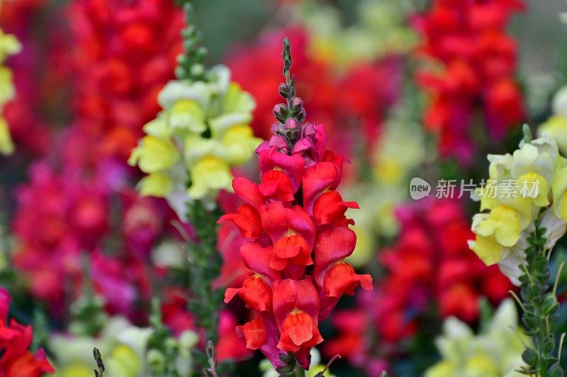 Snapdragon小老头