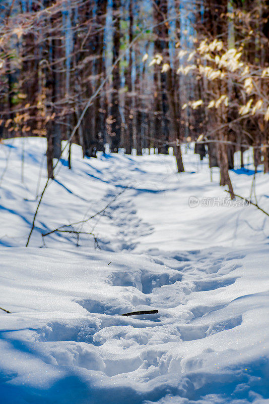 小路，小路，冬天的森林，雪地里的痕迹。