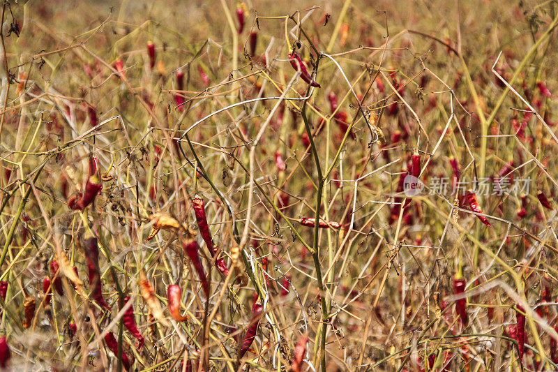缅甸卡劳和因莱湖之间的田地里的红辣椒