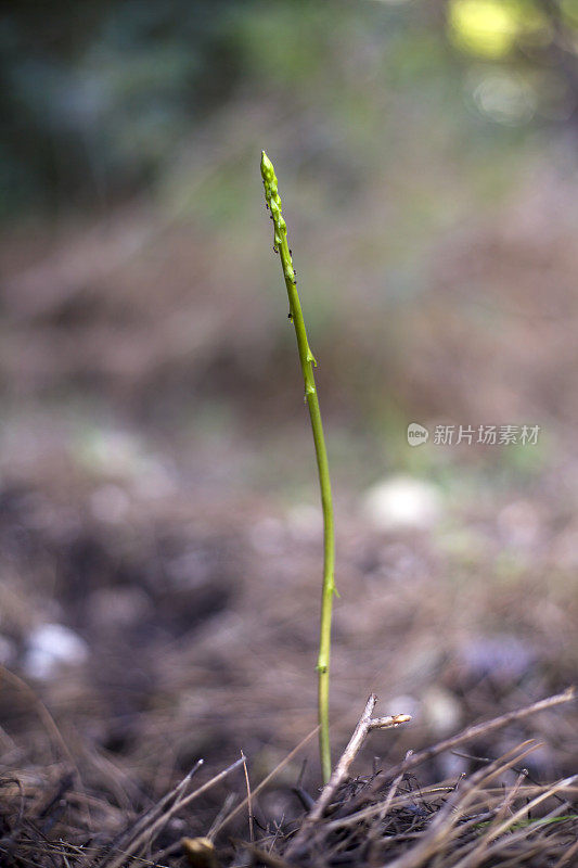 的芦笋