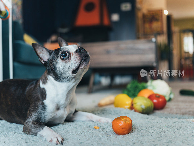 可爱的狗在玩食品杂货