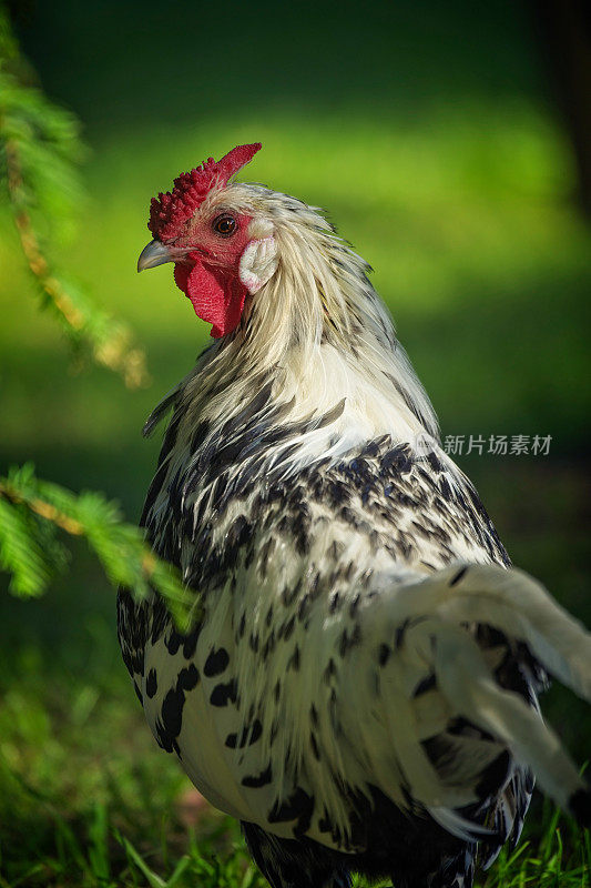 花园里的汉堡小公鸡