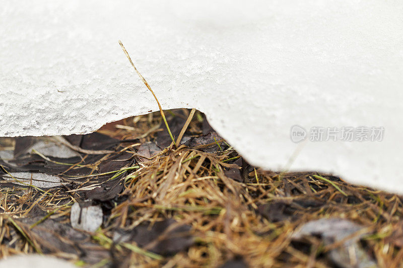 树叶和草在水坑融化的雪