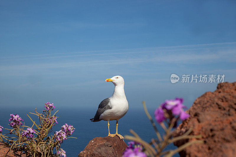 海鸥肖像