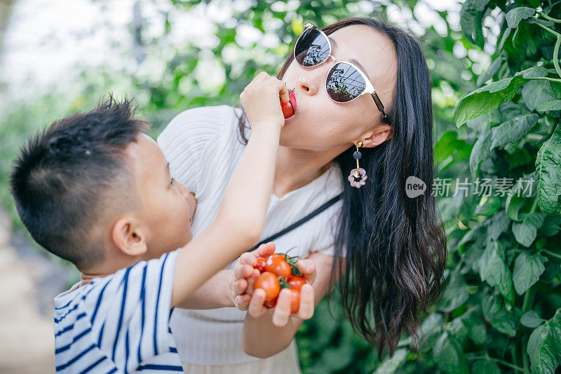 母亲和儿子在农场里收获新鲜的西红柿。闲暇时间相聚的概念。