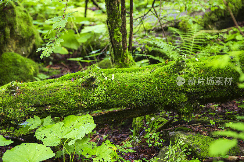 森林地面上的苔藓微距特写背景