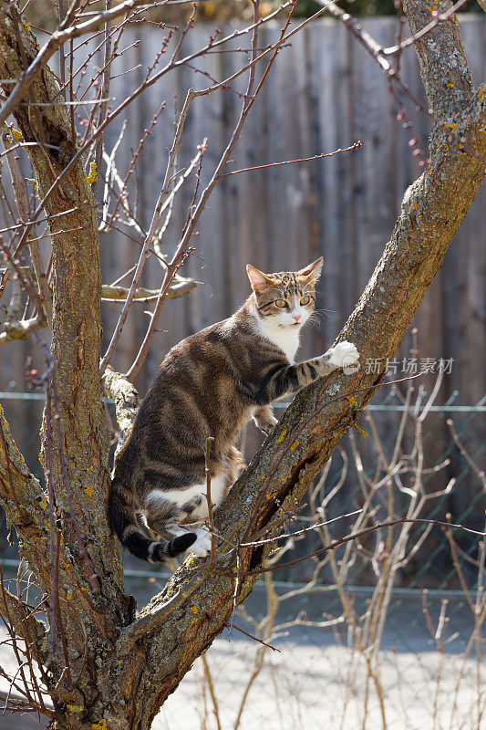 树上的虎斑猫