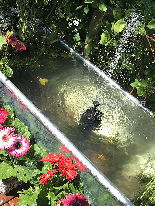 花园的树屋阳台平台阳台在夏天与锌金属槽池塘水功能，太阳能喷泉泵，金鱼鱼，边缘植物，红色微型玫瑰，粉色非洲菊花，柚木装饰瓷砖，太阳能照明，照明