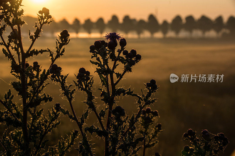 乡村的黎明景象