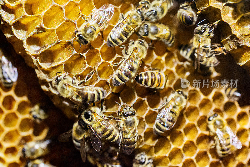 蜂房里的蜜蜂