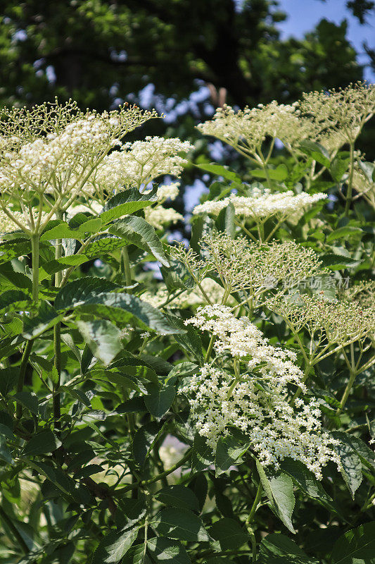 老布什花